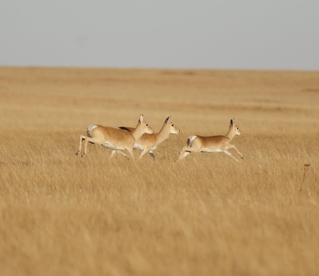 Eine Gruppe von mongolischen Gazellen. Eine Gazelle hat rechnerisch in fünf Jahren den halben Erdball umrundet.