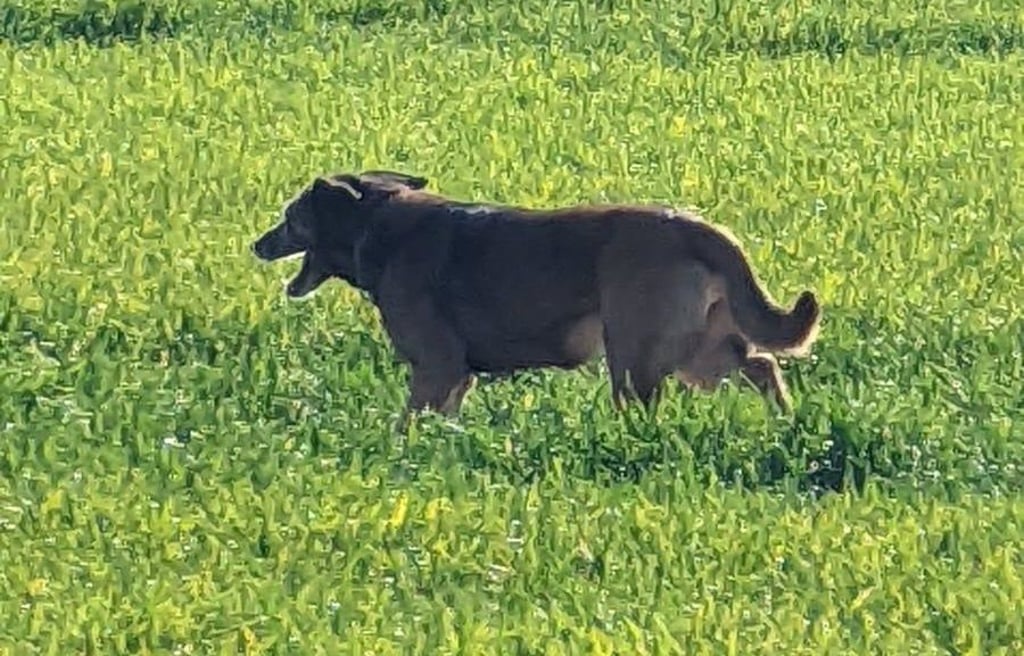 Der Hund war am Samstag mehrfach im Bereich der B100 unterwegs. Wem gehört das Tier?