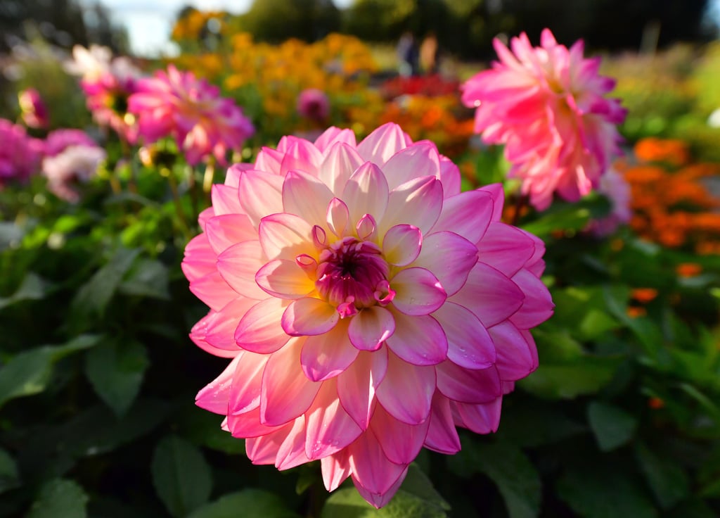 Dahlien sollen im Sommer im Schlosspark Moritzburg Zeitz blühen.