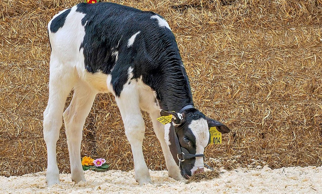 Das knapp drei Monate alte Kalb „Talika“ aus dem uckermärkischen Rinderzuchtunternehmen Agrarprodukte Dedelow wurde bei der Online-Auktion für 70.300 Euro verkauft.