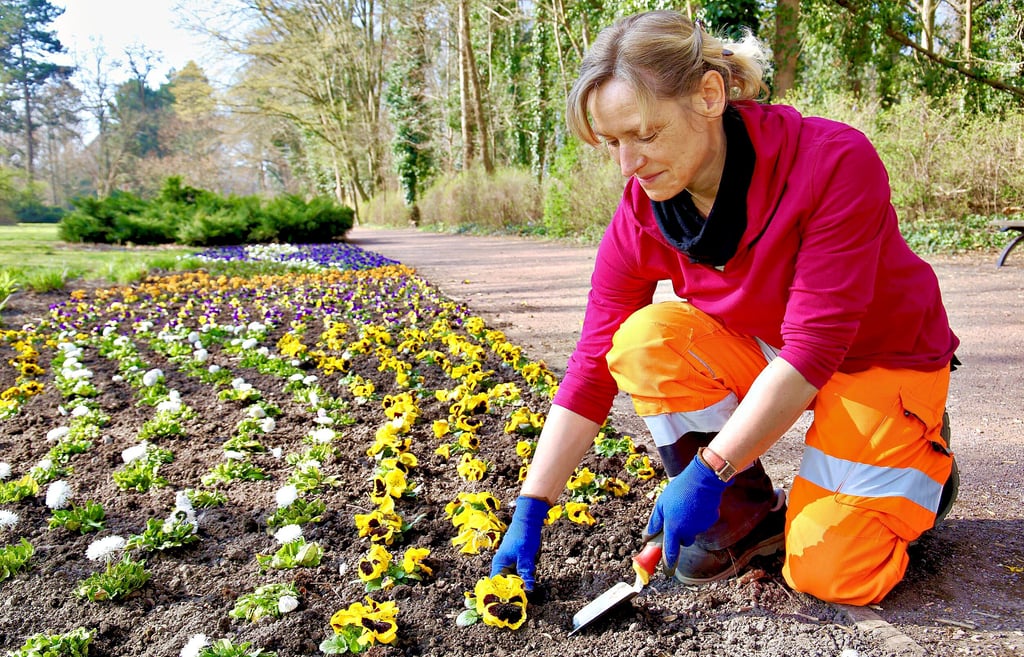 Claudia Baier, Mitarbeiterin des Betriebshofes in Bernburg, pflanzt im Rosenhag Stiefmütterchen.