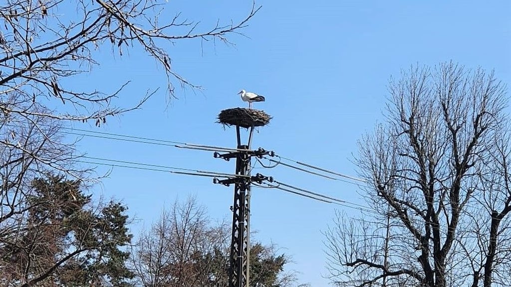 Ein Weißstorch ruht sich auf dem Nest in Magdeburg-Pechau aus.