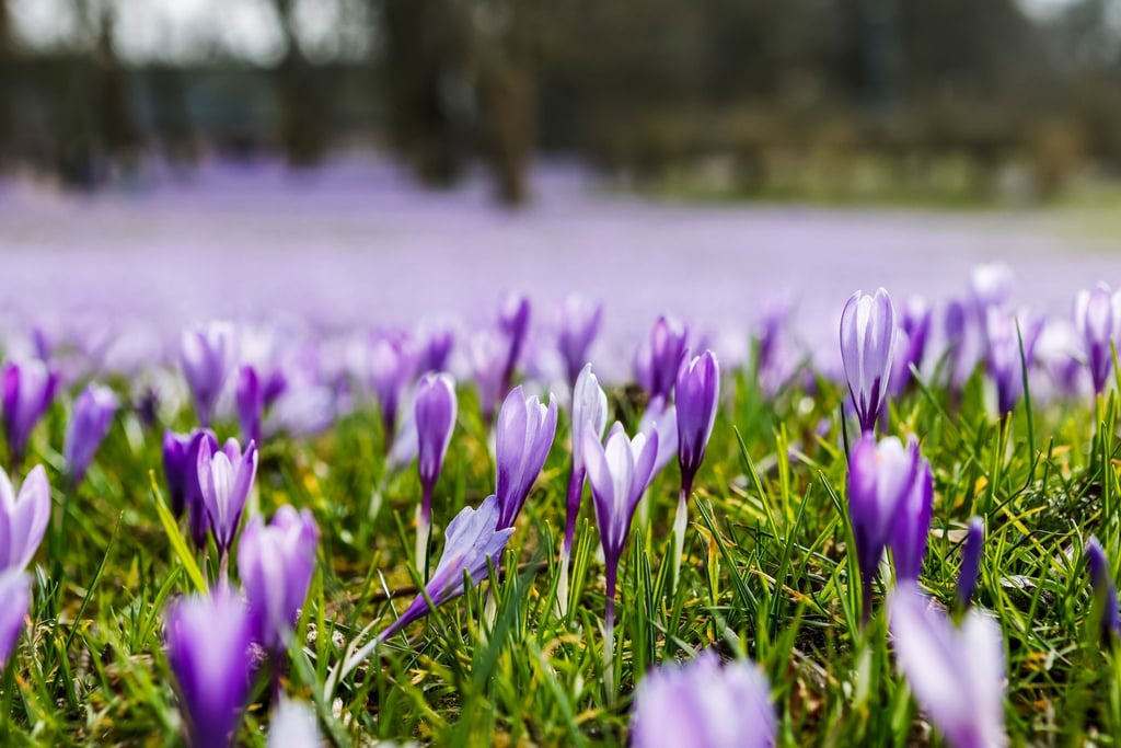 Seit Jahrhunderten schon lockt Husums Krokusblüte Menschen an die Nordseeküste. Rund vier Millionen Krokusse sorgen im Schlosspark jedes Jahr um diese Zeit für erste Frühlingserlebnisse.