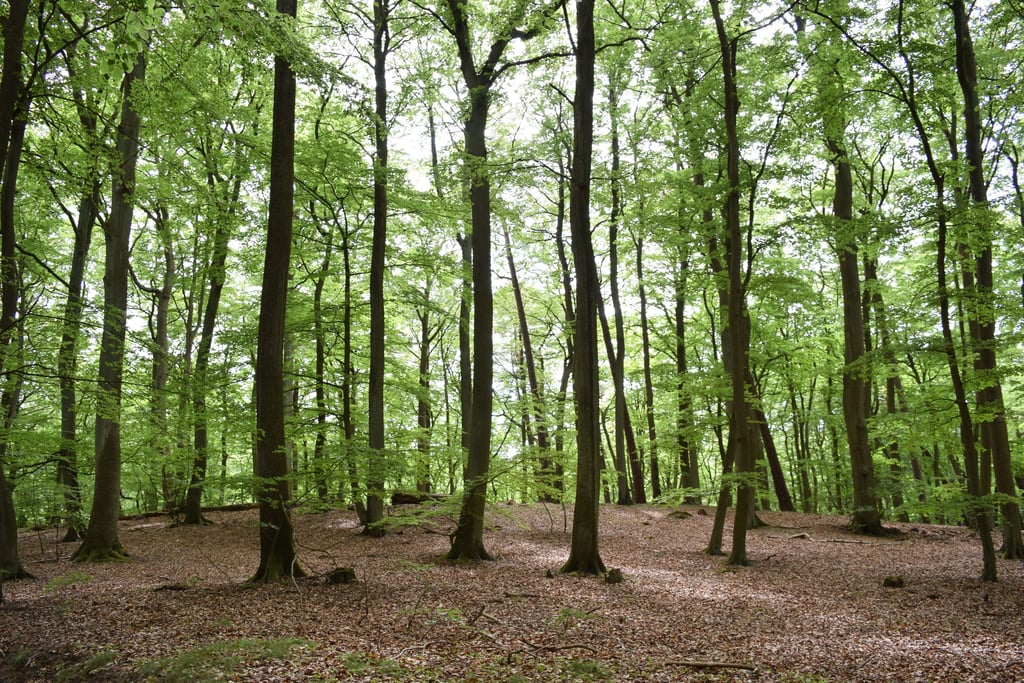 Frühlingshafter Wald an den Pferdeköpfen bei Grillenberg.