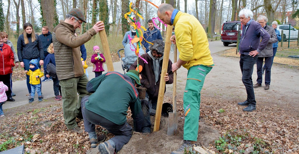 Den ersten von gut 20 neuen Bäumen für den Seehäuser Schillerhain pflanzten Sonnabend Bürgermeister Detlef Neumann (vorne von links), Stadtförster Stefan Kaiser und Bergfest-Sprecher Marco Kaczmarek gemeinsam. Die Stileiche ist das Wunschsbäumchen vom jüngsten Frühlingsfestes der Bergfest-Initiative.