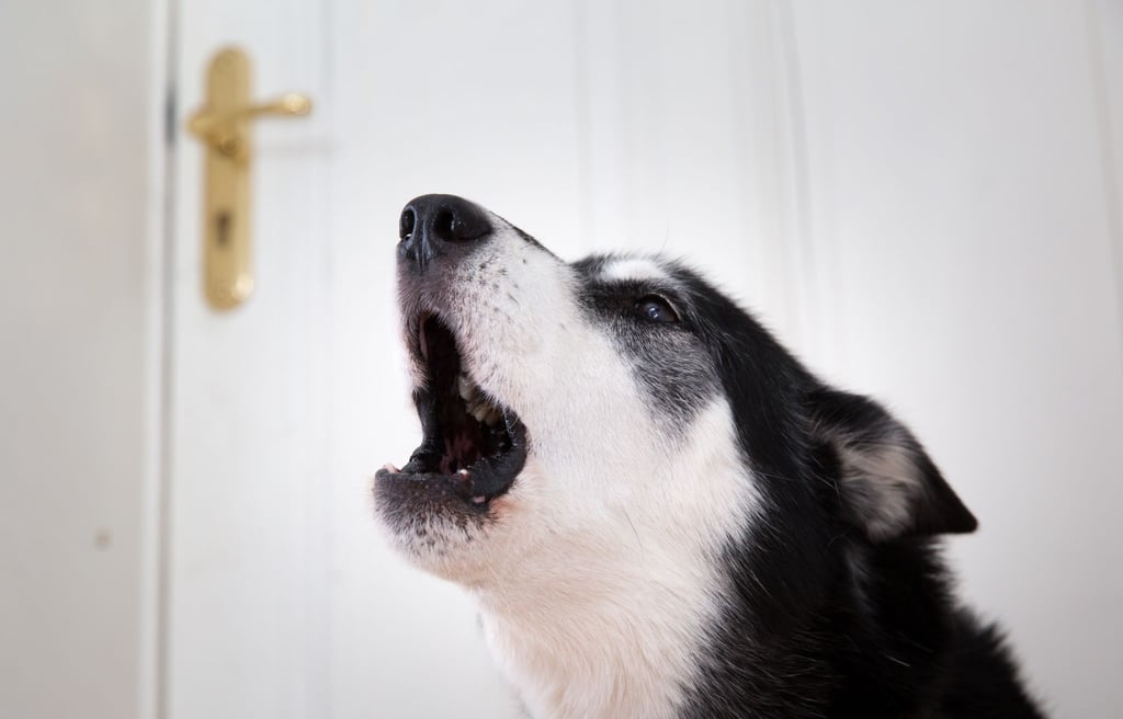 Nicht nur Welpen kann man das Bellen abtrainieren, das geht auch bei erwachsenen Hunden.
