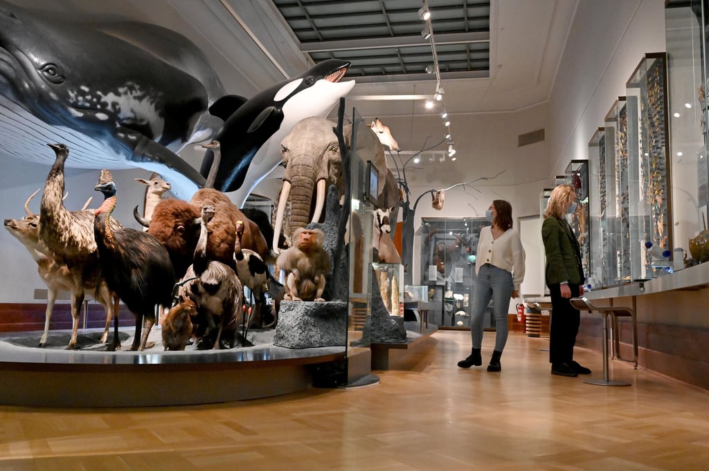 Blick ins Magdeburger Naturkundemuseum. An einem Museumssonntag im Monat sollten künftig alle Magdeburger Ausstellungshäuser kostenlos öffnen. Daraus wird vorerst nichts.