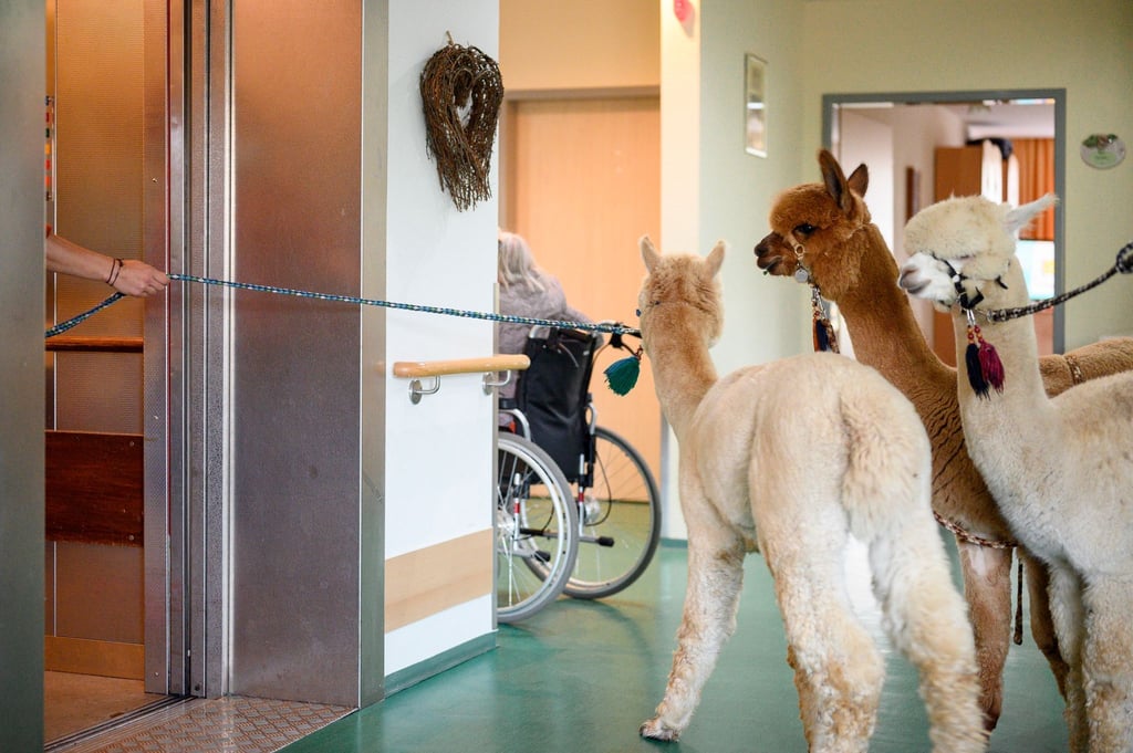 Alpakas und Lamas besuchen die Bewohner des Seniorenheims in Rudolstadt. Mit den Tieren ist eine Tiergeschützte Förderung und Therapie möglich.