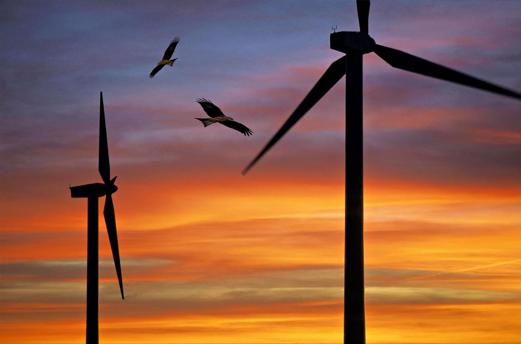 Die Silhouetten zweier Windräder und zweier Rotmilane zeichnen sich vor der untergehenden Sonne ab. In der Koexistenz kommt es des Öfteren zu Komplikationen.