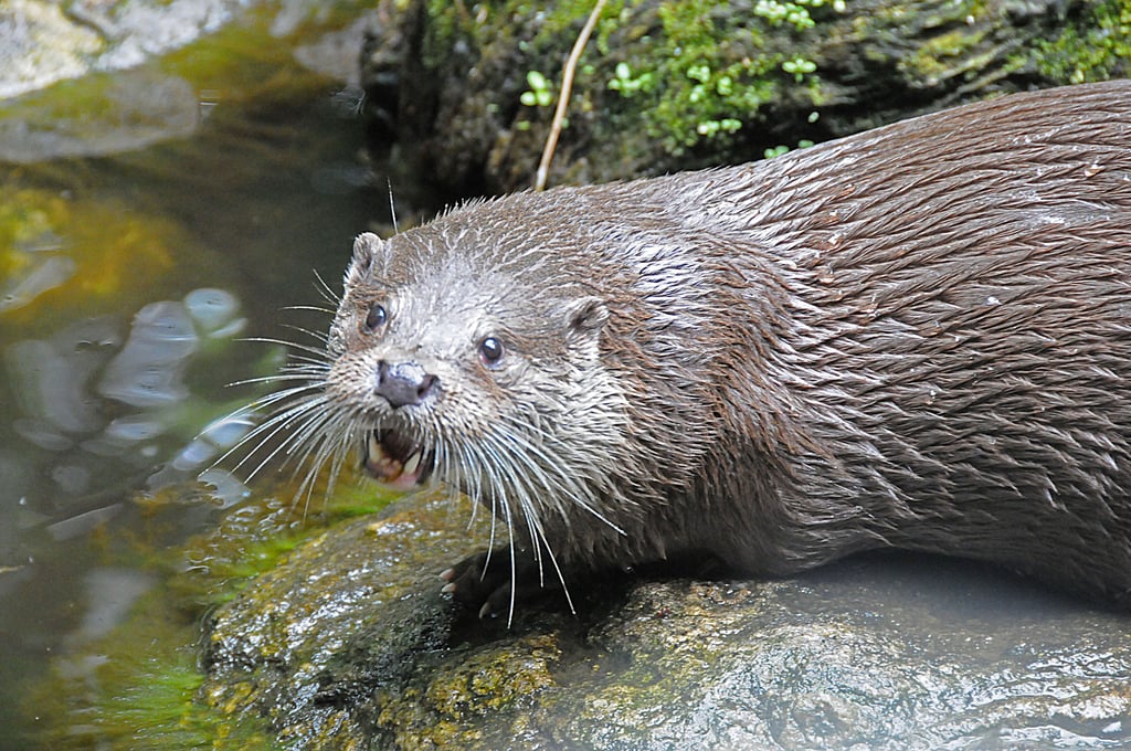 Fischotter stehen auf der Roten Liste der gefährdeten Tierarten. Im Drömling finden Otter ideale Lebensbedingungen.