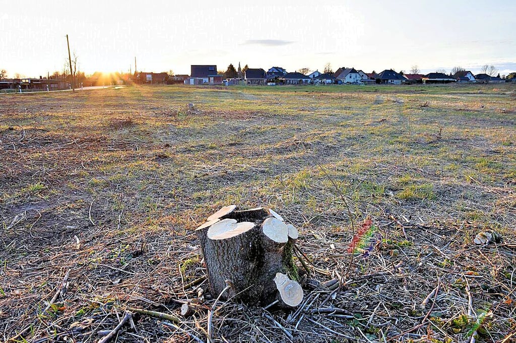 Diese Wiese an der Luisenthaler Straße in Magdeburg ist unlängst freigelegt worden. Zuvor hatten dort Sträucher und kleine Bäume gestanden.