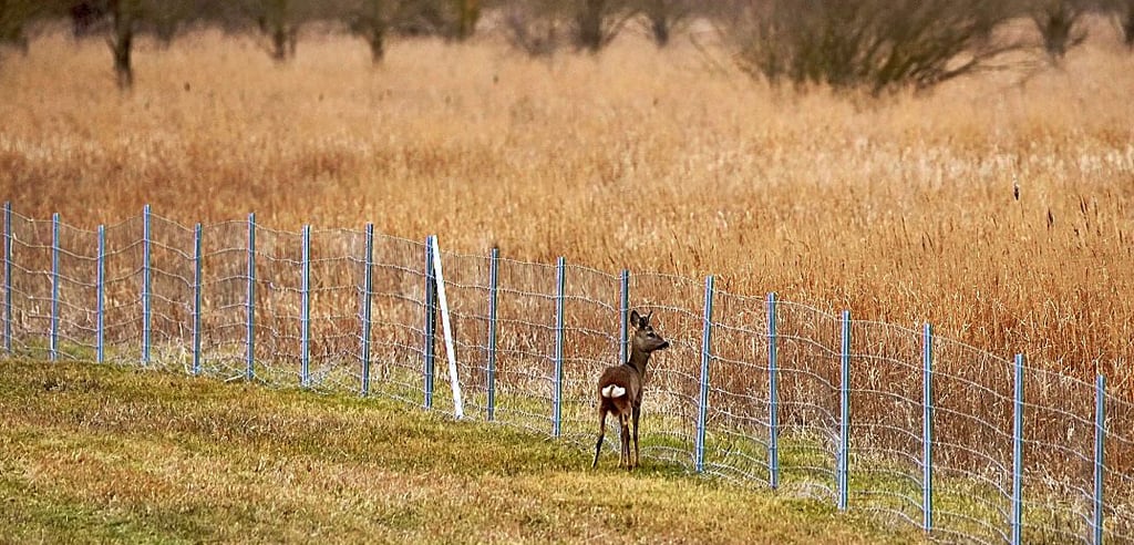 Ein Reh bleibt vor einem Zaun stehen. Der Zaun des Friedhofs in Altmersleben ist jedoch nicht so hoch. Dort springen die Tiere rüber und äsen auch die dort gepflanzten Blumen.