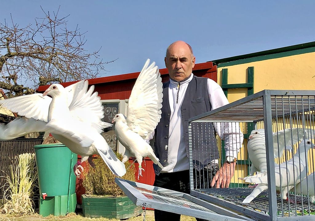 Heinz Schmölling aus Hettstedt mit seinen weißen Brieftauben