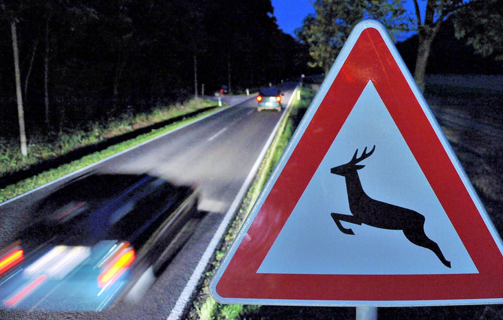 Wildunfälle sind Unfallursache Nummer Eins in Sachsen-Anhalt.