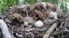 46 Rotmilan-Brutpaare gibt es laut Erfassung des Monitorings 2021 im Biosphärenreservat Drömling. Zwei Jungvögel sitzen im Nest.