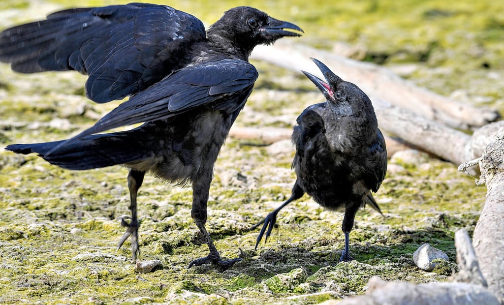 Saatkrähen sorgen in Kalbe für Unmut. Dreck und Lärm der Vögel, die sich im Stadtpark niedergelassen haben, verärgern die Anwohner. Mitglieder des Stadtrats wollen die Landesregierung mit ins Boot holen.