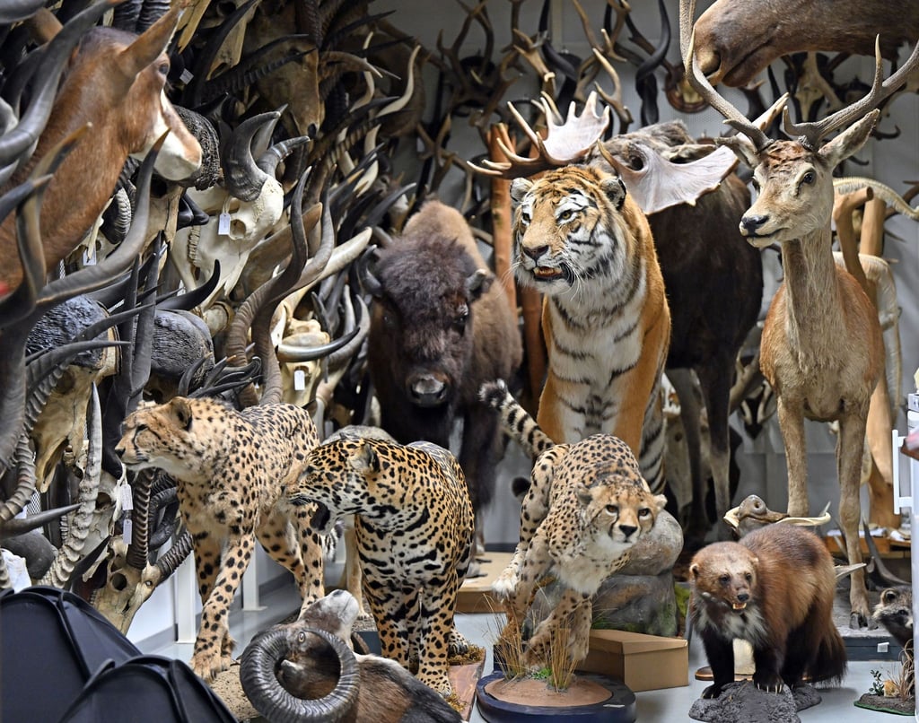 Das Naturkundemuseum Erfurt wird im Herbst 100 Jahre alt. Zum Jubiläum ist eine große Ausstellung geplant.