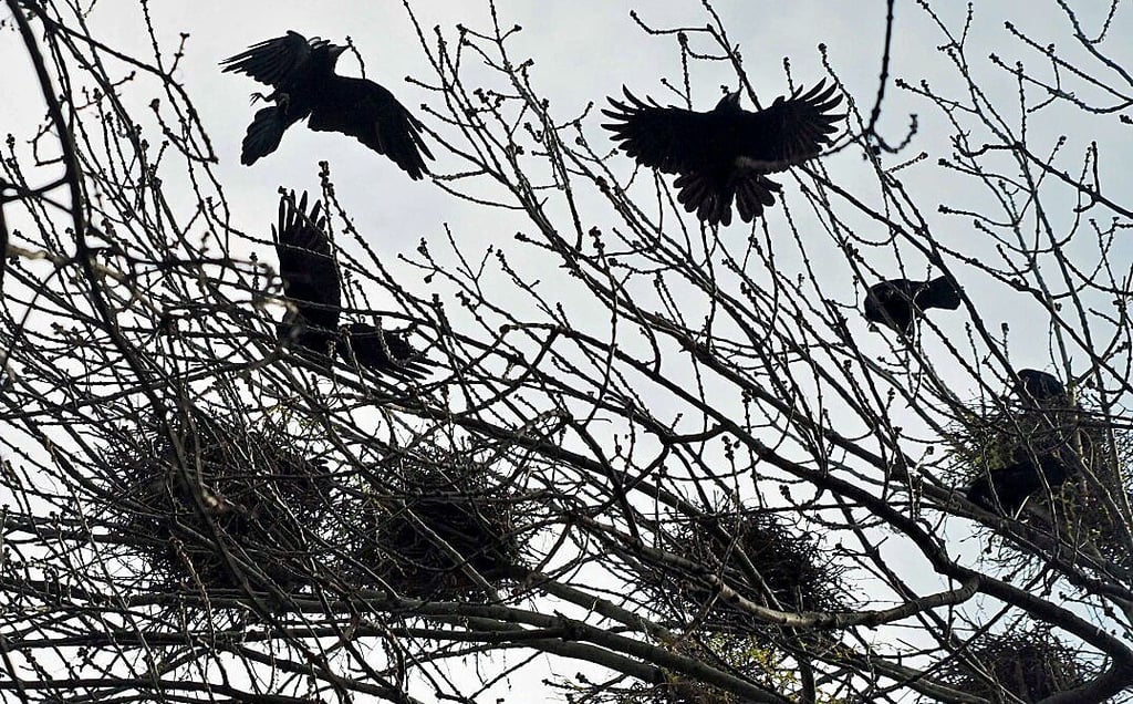 Dicht an dicht sind die Nester ins Geäst gebaut. Dort herrscht reger Flugverkehr der Krähen.