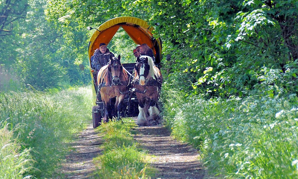 Vom Kremser aus können Touristen das Land der tausend Gräben ganz entspannt genießen. Die Zügel des Pferdewagens hält Jürgen Germer in seinen Händen.