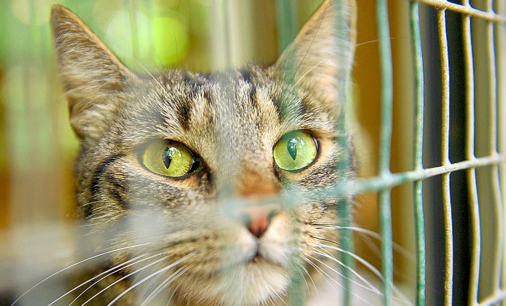 Kater „Richy“ sieht durch die Gitter des Katzenhauses der Fundtierstation Halberstadt.