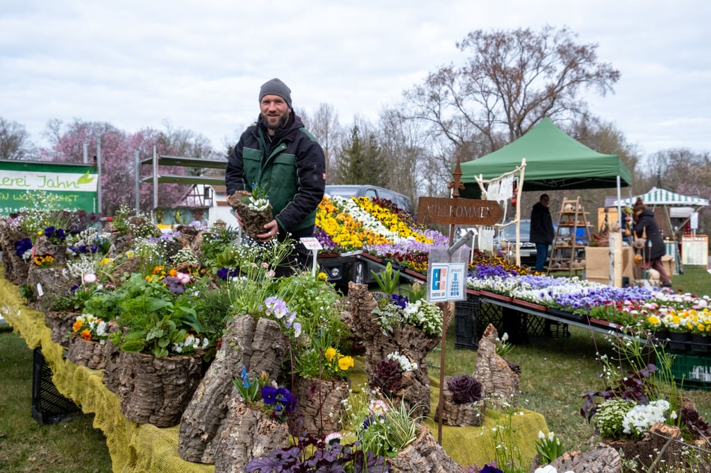 Marcel Jahn aus Vollmershain bietet zum Frühlingsmarkt im Schlosspark Moritzburg in Zeitz Frühblüher und Dekorationen an.