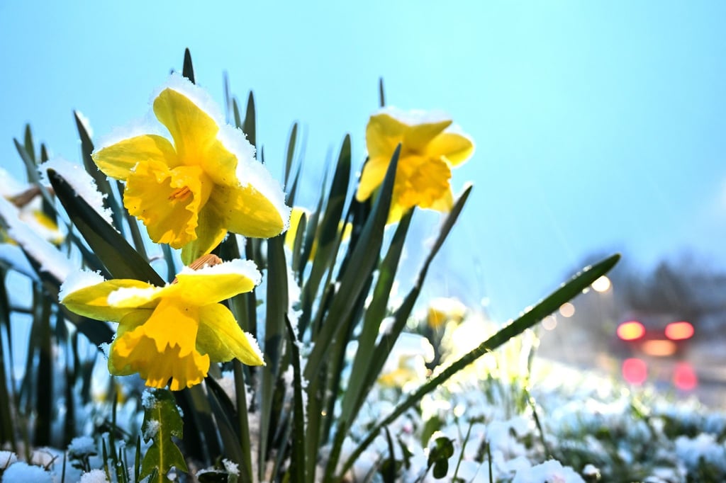 In Ravensburg hat sich Schnee auf gelbe Narzissen gelegt, die auch Osterglocken genannt werden.