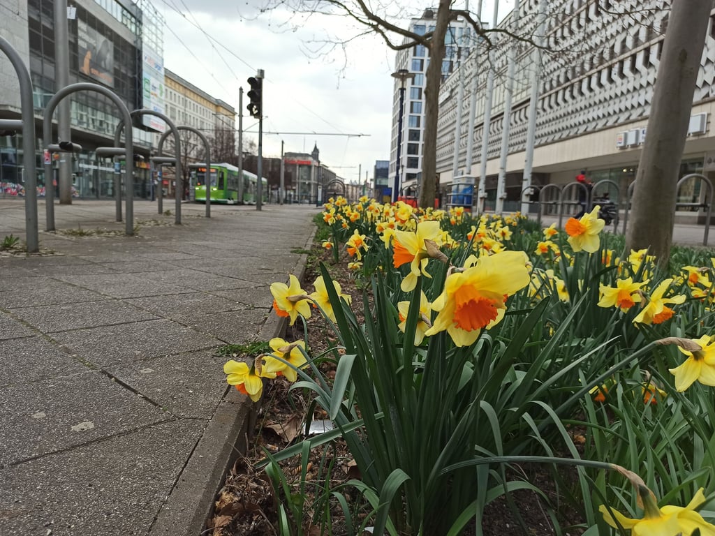 Magdeburg an einem Aprilsonntag gegen Mittag. Auf Fördergeld kann sich die Stadt bei der Belebung der Innenstadt nicht stützen.