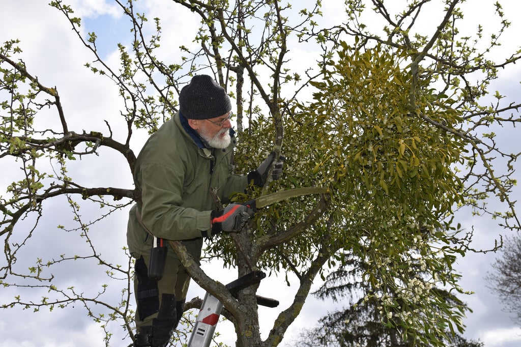 Hartmut Beyer befreit einen der Obstbäume von den Misteln. Es ist einer von insgesamt 67, die am Sonnabend freigeschnitten wurden.