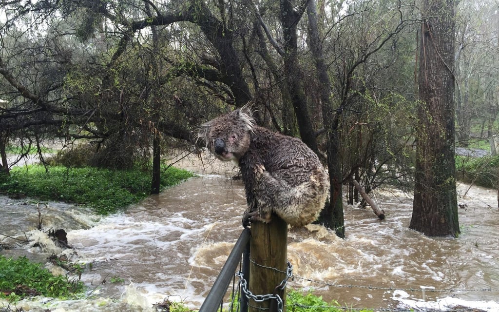 Ein nasser Koala auf einem Zaunpfahl in einem überfluteten Gebiet in Australien.