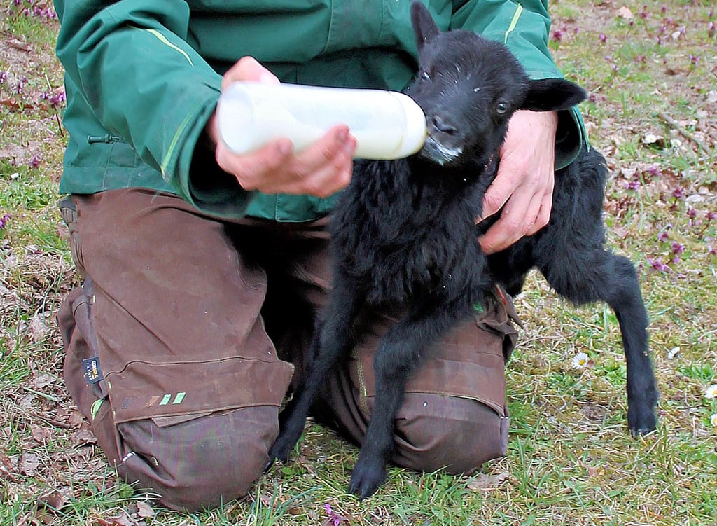 Das kleine Lamm im Wildpark Weißewarte bekommt die Flasche.