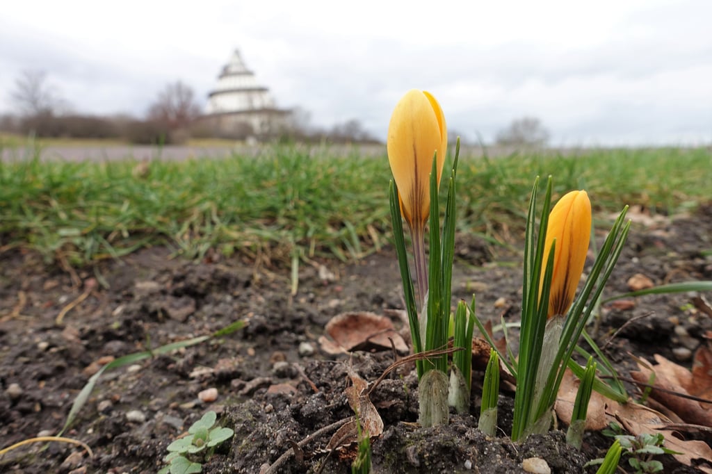 Frühblüher im Elbauenpark in Magdeburg. Er ist das Ergebnis der Bundesgartenschau 1999.