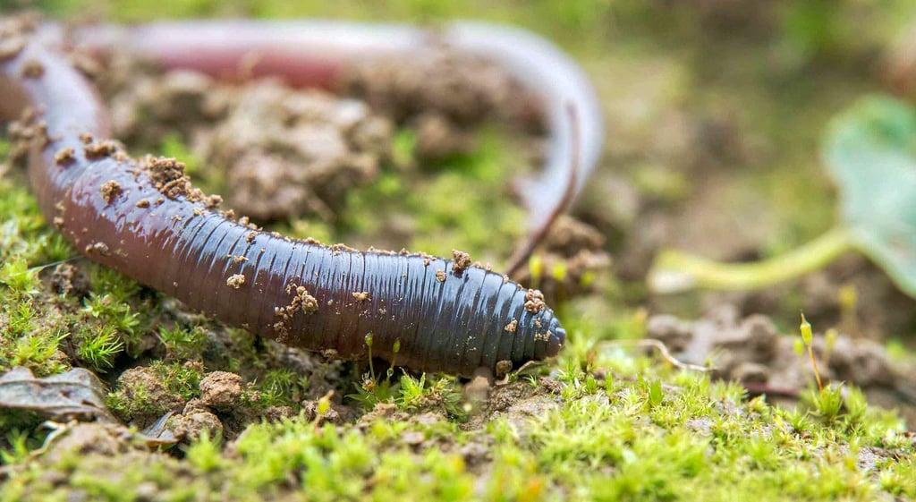 Regenwürmer gelten hierzulande als Ingenieure von Lebensräumen im Boden. In Nordamerika hingegen gefährden sie Insektenarten.