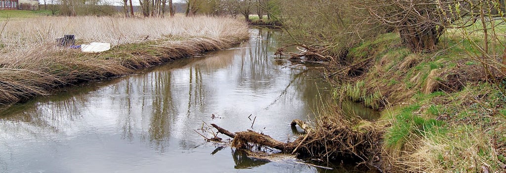 Große Bäume wurden im Bereich des Reitplatzes, östlich der Brücke, die ins Küchenhorn führt, aus dem Wasser gezogen. Vogelsitzplätze sind bewusst belassen.