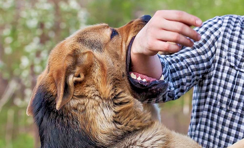 Ein Hund beißt in den Arm. Was hier für die Kamera gestellt ist, hat eine Frau aus Tangermünde schmerzlich erlebt.