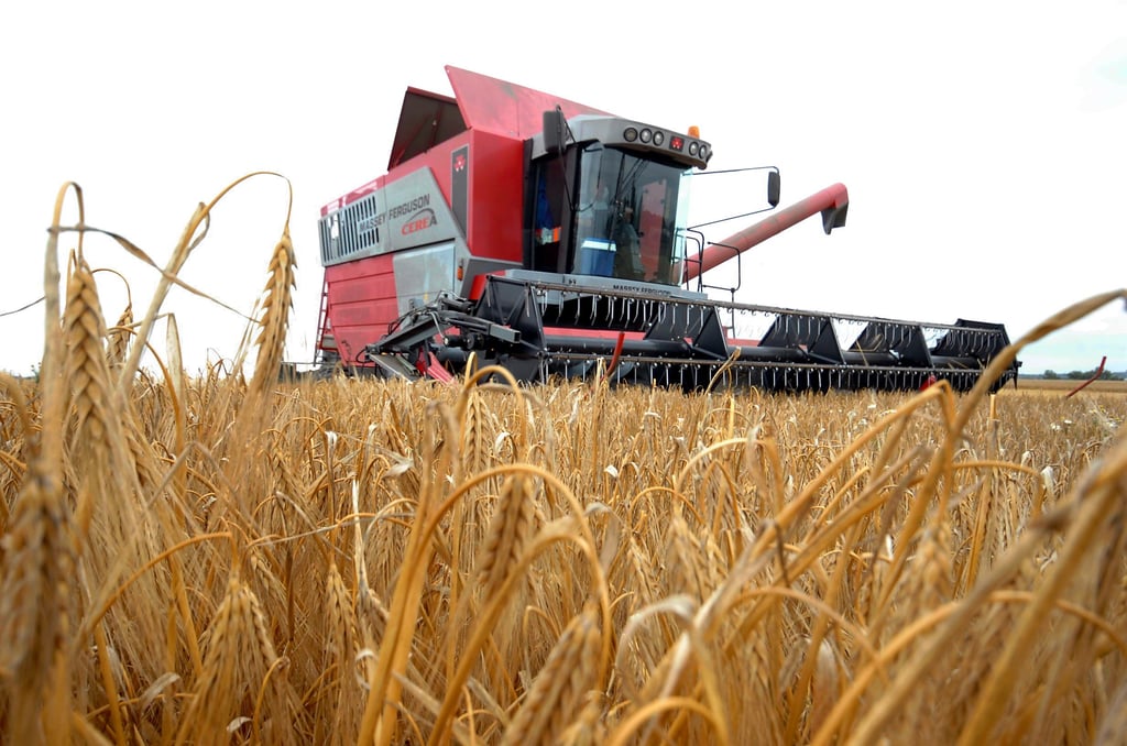 Erst mit dem Verkauf der Ernte im Sommer können die Bauern im Salzlandkreis von den hohen Getreidepreisen profitieren.