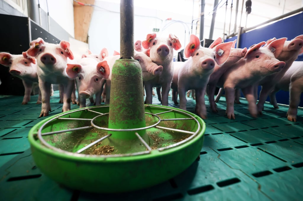 Schweinezüchter wie die LFD Holding würden ihre Bestände reduzieren, wenn es dafür Stillegungsprämien gäbe.