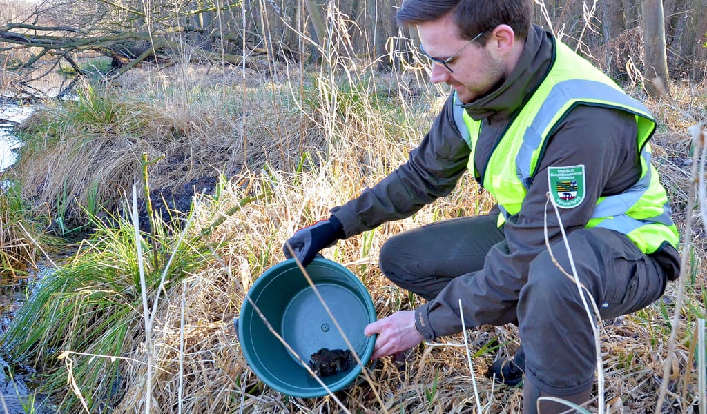 Fabian Sieg vom Biosphärenreservat Mittelelbe trägt den Eimer mit den am Schutzzaun eingesammelten Amphibien hinunter zum Gewässer. Drei Erdkröten und fünf Teichmolche kamen an dem Tag zusammen.