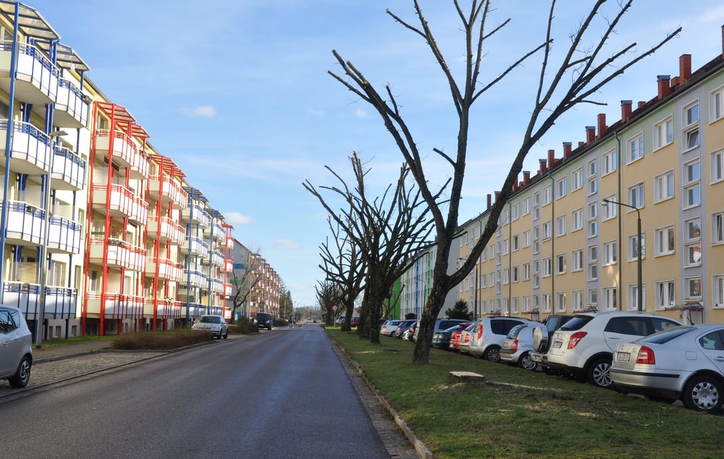 Die durch Kronschnitt und Fällungen gelichtete Baumallee in der Gröblerstraße.