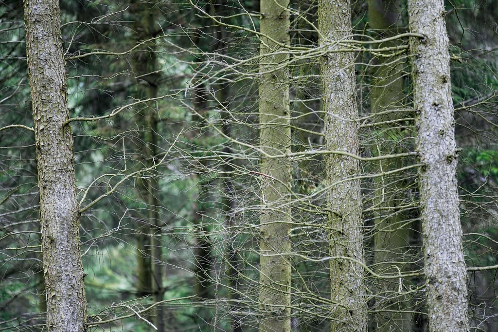 Die Leiche des ukrainischen Fußballprofis wurde in einem Massengrab im Wald westlich von Kiew gefunden.