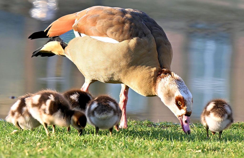 Eine Nilgans frisst mit ihren Jungtieren Gras – hier ein Bild aus Stuttgart. Inzwischen gibt es sie auch in Magdeburg.