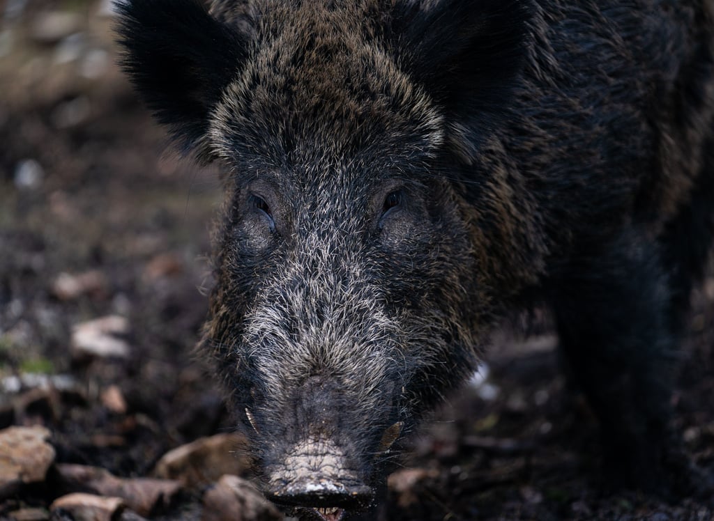 Schwein ohne Namen. Allemal besser als das P-Wort. Findet nicht nur der Wildpark-Chef.