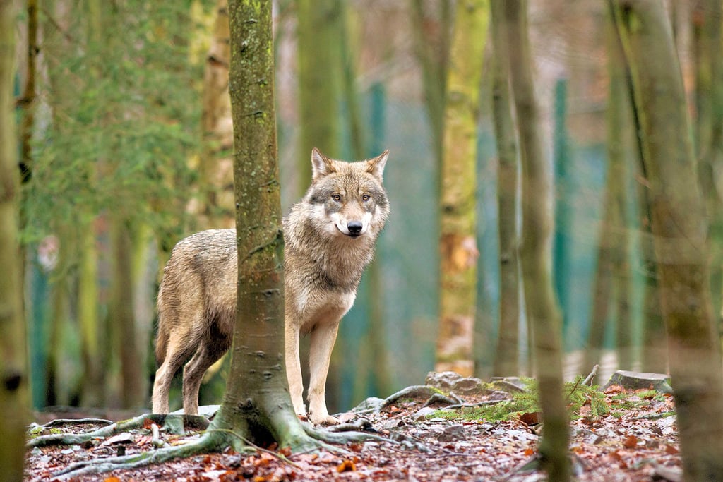Der Wolf hat eine natürliche Scheu, aber definitiv keine Angst vor dem Menschen. Wie also sollte man sich verhalten, wenn man so einem Tier gegenübersteht? Schließlich wurden erst kürzlich wieder Wölfe bei Schönebeck gesichtet.