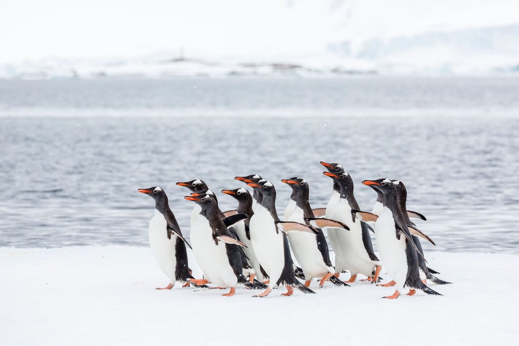 Ein antarktisches Postamt sucht nach neuen Mitarbeitern. Diese Pinguine könnten ihre neuen Nachbarn werden.