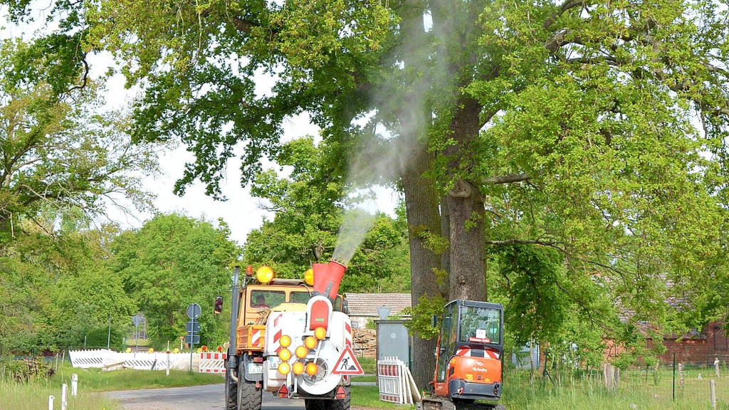 Der Kampf gegen die Raupen des Eichenprozessionsspinners aus der Luft und vom Boden ist auch für die Verbandsgemeinde Seehausen mit hohen Kosten verbunden.