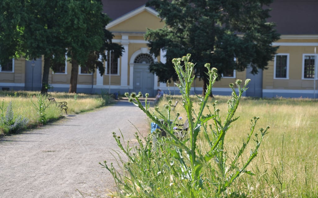 Was im ersten Moment ungepflegt erscheint, trägt zum Erhalt der Artenvielfalt bei wie diese meterhohe Distel, die im Sommer im Zerbster Schlossgarten wuchs und beliebte Nektarquelle für Schmetterlinge, Hummeln und andere Insekten ist.