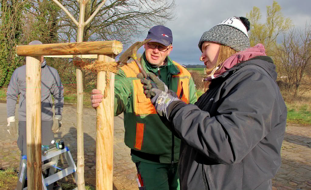 Mit einem Kokosstrick wird der Stamm fixiert. So kann er auch bei Sturm nicht gegen die Querriegel des Dreibocks schlagen. Landschaftsgärtner Enrico Donat hat bei der Kastanien-Pflanzaktion die Oberaufsicht und erklärt Laura Schumann, wie das Seil zu befestigen ist.