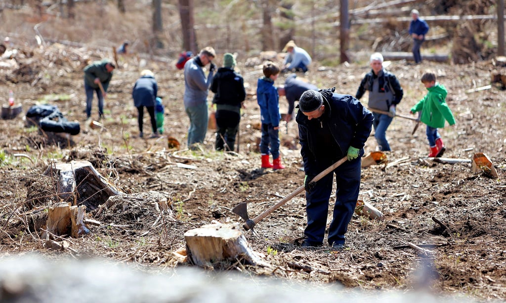 Rund 150 freiwillige Helfer pflanzen im Wernigeröder Stadtwald südwestlich des Armeleutebergs Bäume. Mit dieser Aktion setzt die Schutzgemeinschaft Deutscher Wald in Kooperation mit dem Land Sachsen-Anhalt, dem Landeszentrum Wald sowie der Kommune die Wiederaufforstung fort.