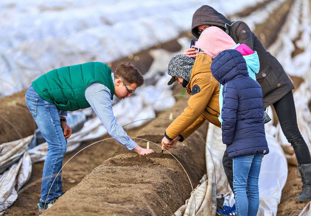 Noch kann Junior Jacob Hindorf (l.) nur ein paar einzelne Spargelstangen zeigen. Aber es soll ja wärmer werden.