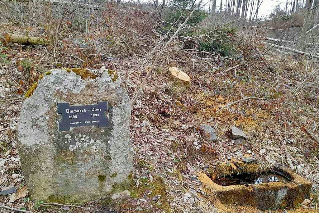 Der 1993 wieder aufgestellte Gedenkstein in Wernigerodes Stadtwald erinnert noch an die Bismarck-Ulme.
