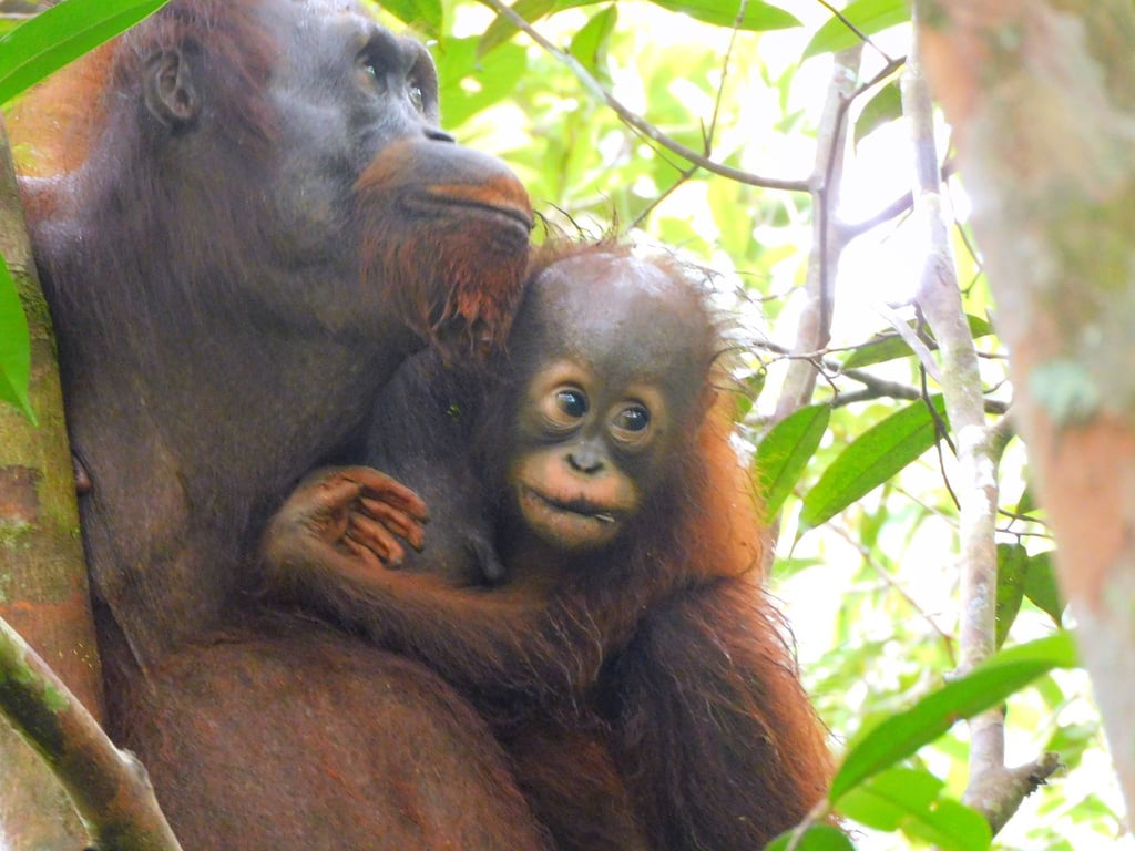 Orang-Utan Ajeng und ihr Baby im Auswilderungswald Kehje Sewen auf Borneo.